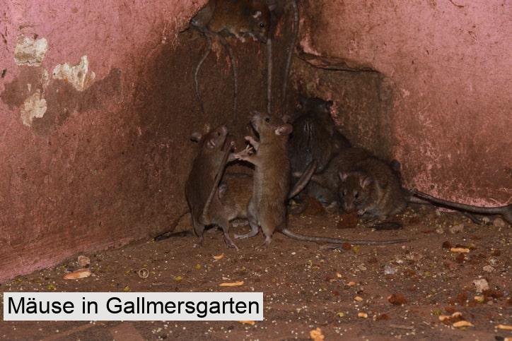Mäuse in Gallmersgarten